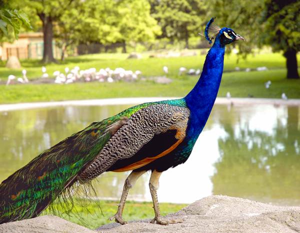 Peacock In Hindi Information