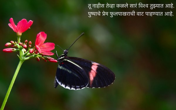 फुलपाखरू कविता - Fulpakharu Marathi Kavita - Phulpakharu Lyrics - Marathi Poem for Kids
