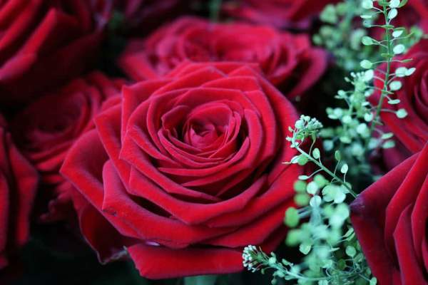 Happy Rose day Shayari Images for Girlfriend/Boyfriend