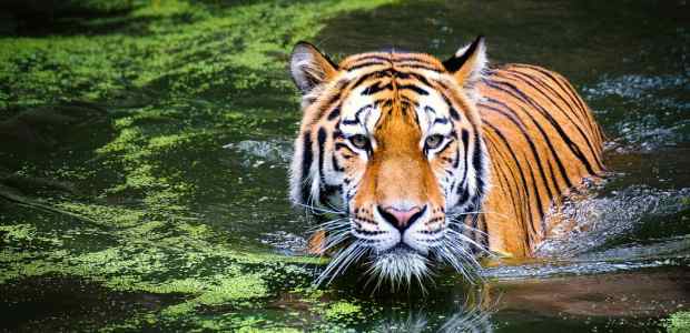 Short Speech on International Tiger Day