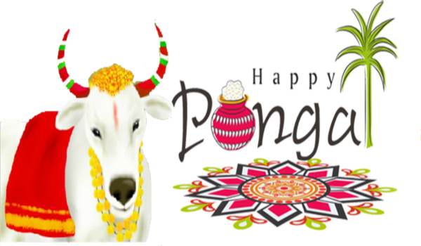 Pongal Images 2023 – Happy Pongal Wallpapers, Pics, Photos & Gif for  Whatsapp and Fb – Hindi Jaankaari