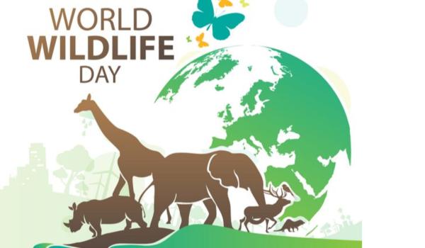 International Wildlife Day Essay