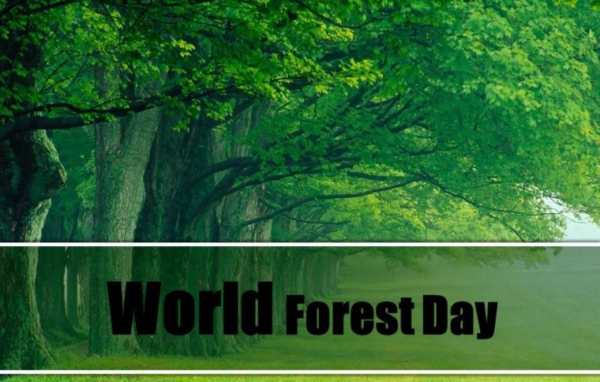 World forestry Day Essay