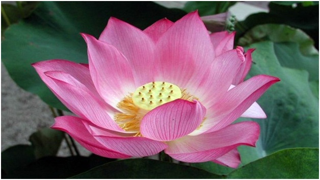 Essay on Lotus Flower in Hindi