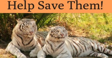 Essay on Save Tiger in Hindi