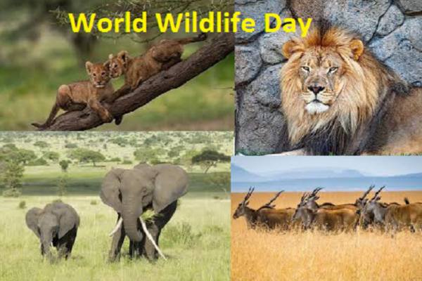 World Wildlife Day Pictures